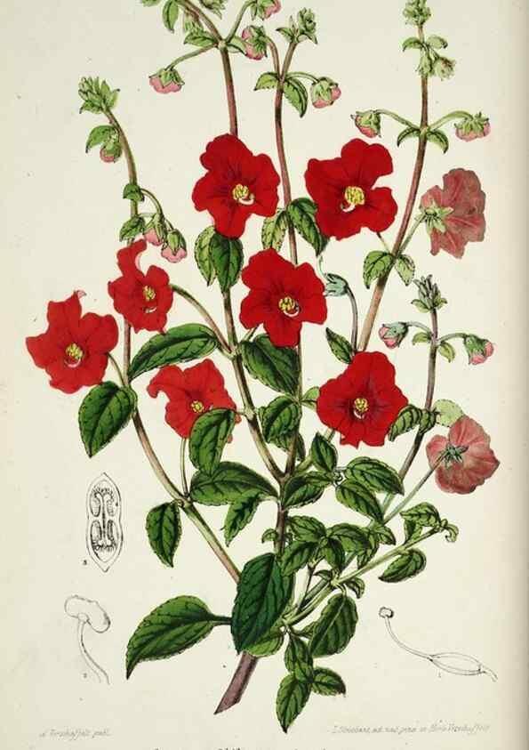 Reproducción/Reproduction 49684511247: L'Illustration horticole :. Gand, Belgium :Imprimerie et lithographie de F. et E. Gyselnyck,1854-1896.. 