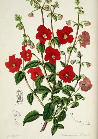 Reproducción/Reproduction 49684511247: L'Illustration horticole :. Gand, Belgium :Imprimerie et lithographie de F. et E. Gyselnyck,1854-1896.. 