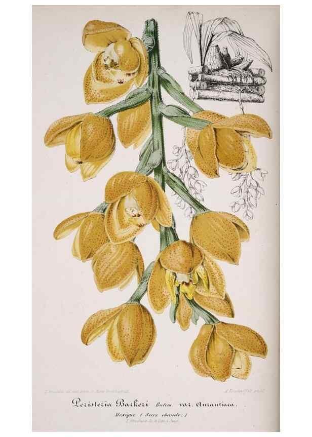 Reproducción/Reproduction 49684210976: L'Illustration horticole :. Gand, Belgium :Imprimerie et lithographie de F. et E. Gyselnyck,1854-1896.. 