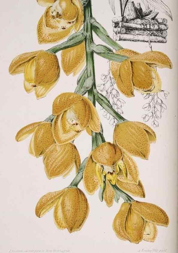 Reproducción/Reproduction 49684210976: L'Illustration horticole :. Gand, Belgium :Imprimerie et lithographie de F. et E. Gyselnyck,1854-1896.. 