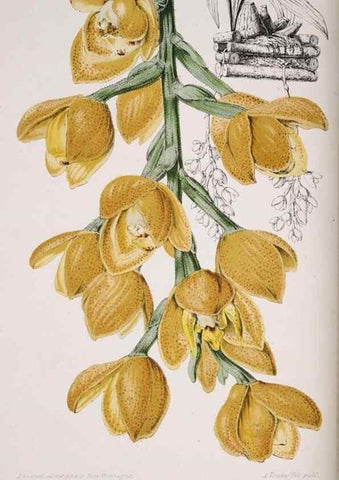 Reproducción/Reproduction 49684210976: L'Illustration horticole :. Gand, Belgium :Imprimerie et lithographie de F. et E. Gyselnyck,1854-1896.. 