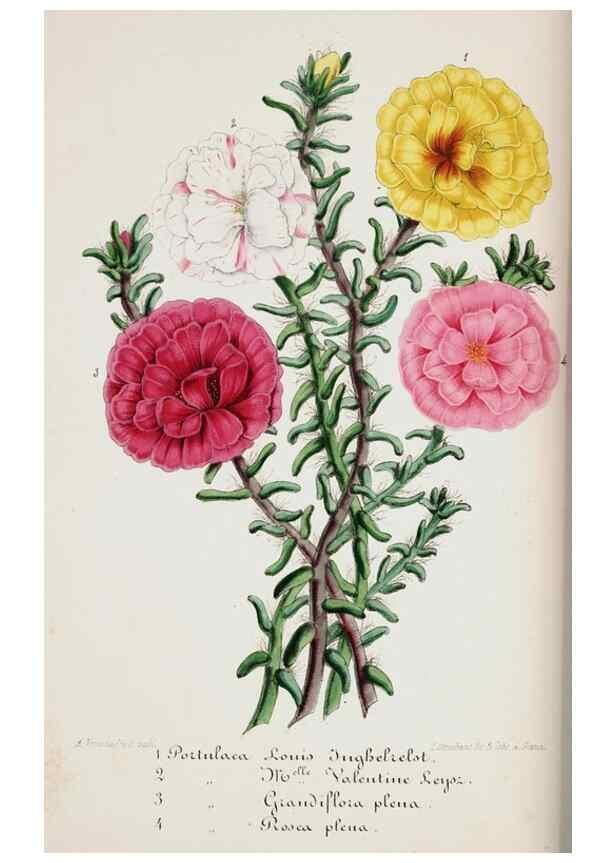 Reproducción/Reproduction 49684211426: L'Illustration horticole :. Gand, Belgium :Imprimerie et lithographie de F. et E. Gyselnyck,1854-1896.. 