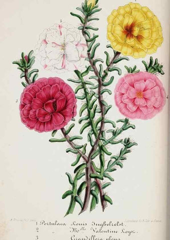 Reproducción/Reproduction 49684211426: L'Illustration horticole :. Gand, Belgium :Imprimerie et lithographie de F. et E. Gyselnyck,1854-1896.. 