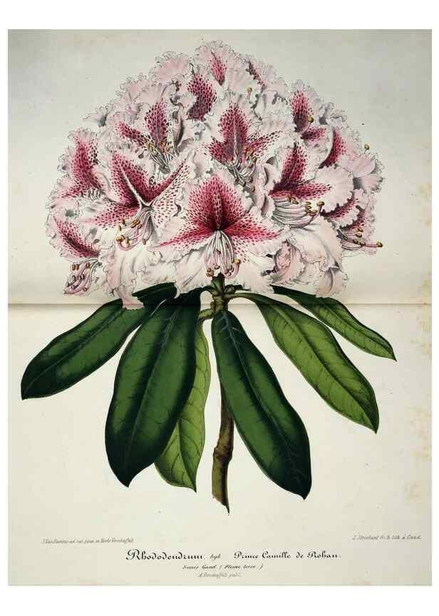 Reproducción/Reproduction 49684212021: L'Illustration horticole :. Gand, Belgium :Imprimerie et lithographie de F. et E. Gyselnyck,1854-1896.. 