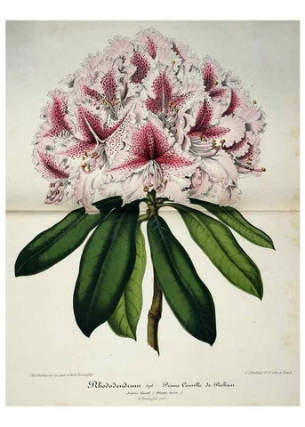 Reproducción/Reproduction 49684212021: L'Illustration horticole :. Gand, Belgium :Imprimerie et lithographie de F. et E. Gyselnyck,1854-1896.. 