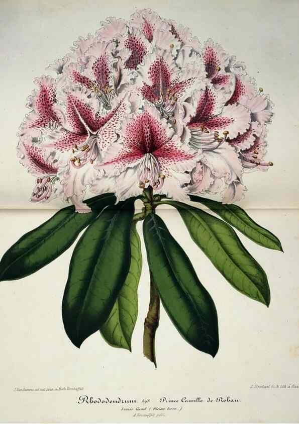 Reproducción/Reproduction 49684212021: L'Illustration horticole :. Gand, Belgium :Imprimerie et lithographie de F. et E. Gyselnyck,1854-1896.. 