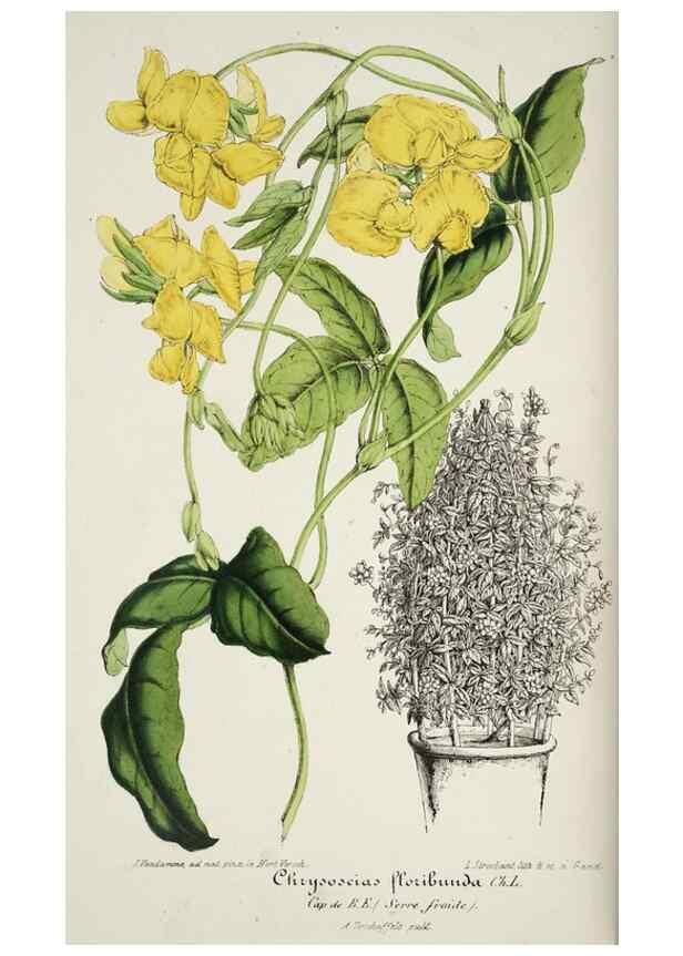 Reproducción/Reproduction 49684506182: L'Illustration horticole :. Gand, Belgium :Imprimerie et lithographie de F. et E. Gyselnyck,1854-1896.. 