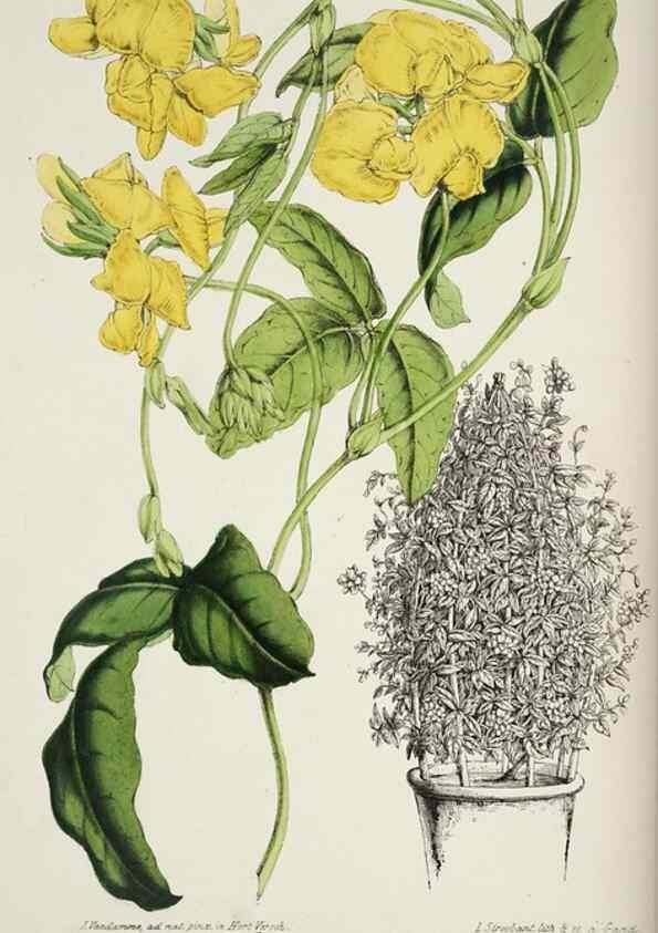 Reproducción/Reproduction 49684506182: L'Illustration horticole :. Gand, Belgium :Imprimerie et lithographie de F. et E. Gyselnyck,1854-1896.. 