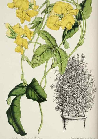 Reproducción/Reproduction 49684506182: L'Illustration horticole :. Gand, Belgium :Imprimerie et lithographie de F. et E. Gyselnyck,1854-1896.. 