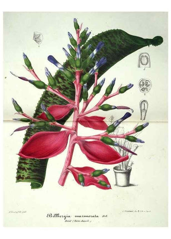 Reproducción/Reproduction 49684212916: L'Illustration horticole :. Gand, Belgium :Imprimerie et lithographie de F. et E. Gyselnyck,1854-1896.. 