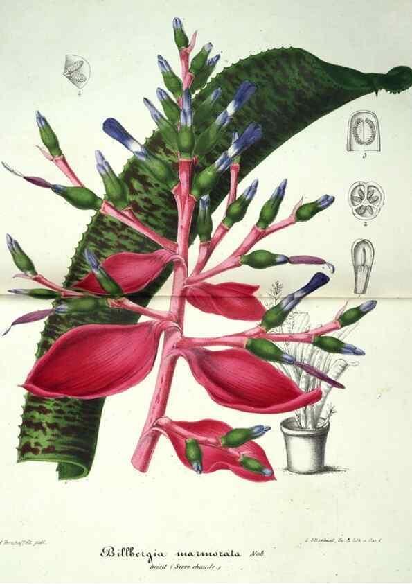 Reproducción/Reproduction 49684212916: L'Illustration horticole :. Gand, Belgium :Imprimerie et lithographie de F. et E. Gyselnyck,1854-1896.. 