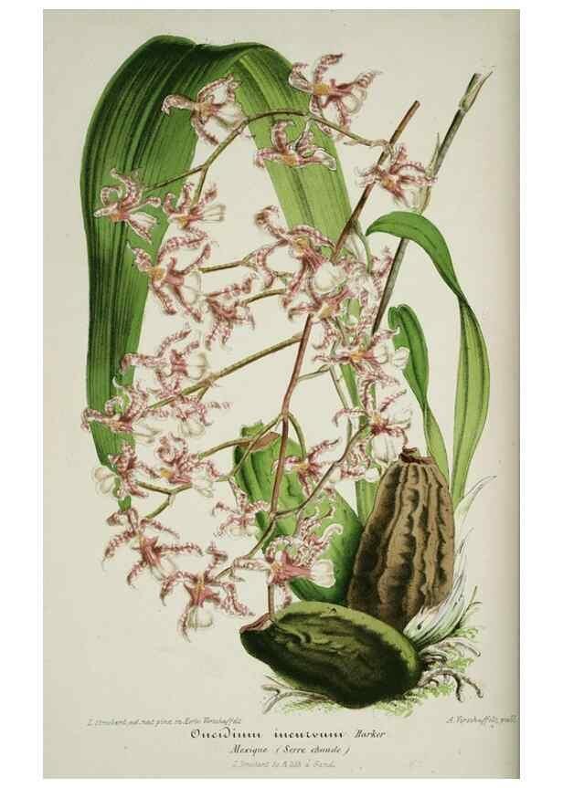 Reproducción/Reproduction 49684213441: L'Illustration horticole :. Gand, Belgium :Imprimerie et lithographie de F. et E. Gyselnyck,1854-1896.. 