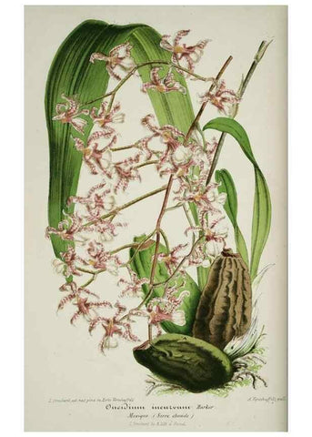 Reproducción/Reproduction 49684213441: L'Illustration horticole :. Gand, Belgium :Imprimerie et lithographie de F. et E. Gyselnyck,1854-1896.. 