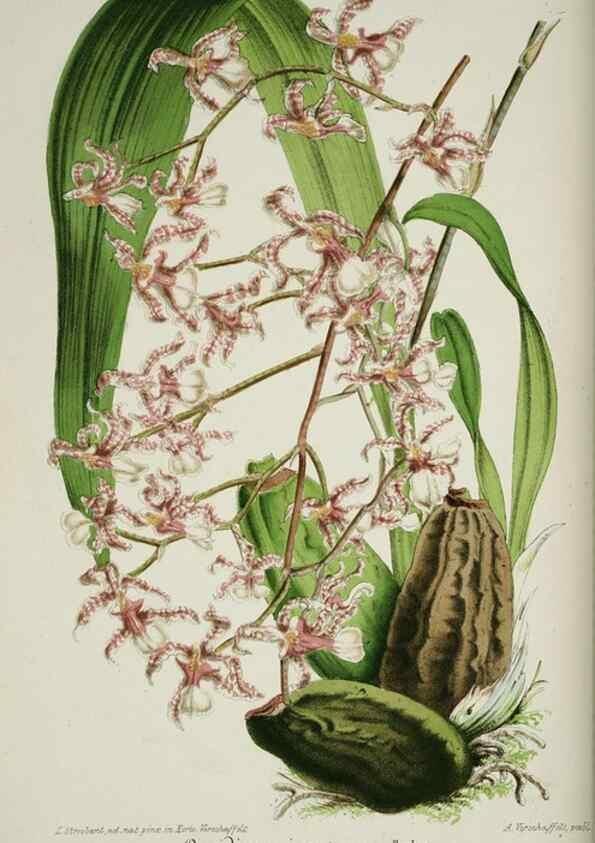Reproducción/Reproduction 49684213441: L'Illustration horticole :. Gand, Belgium :Imprimerie et lithographie de F. et E. Gyselnyck,1854-1896.. 