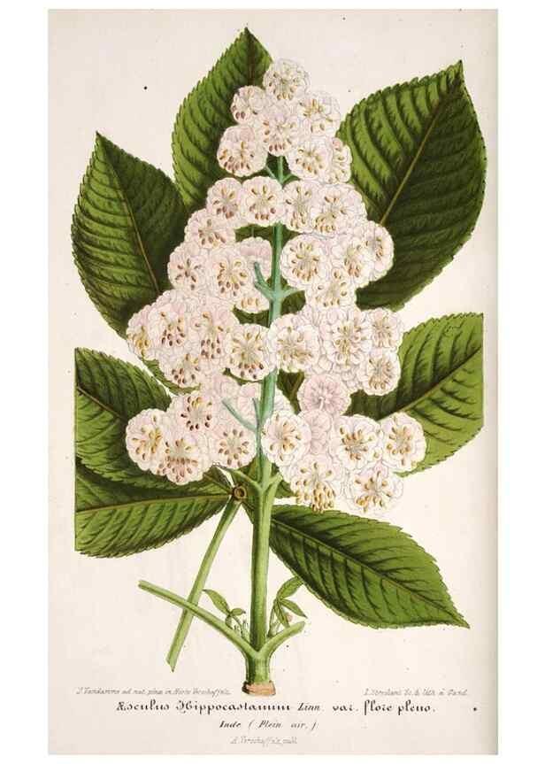 Reproducción/Reproduction 49684507537: L'Illustration horticole :. Gand, Belgium :Imprimerie et lithographie de F. et E. Gyselnyck,1854-1896.. 