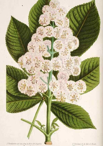 Reproducción/Reproduction 49684507537: L'Illustration horticole :. Gand, Belgium :Imprimerie et lithographie de F. et E. Gyselnyck,1854-1896.. 