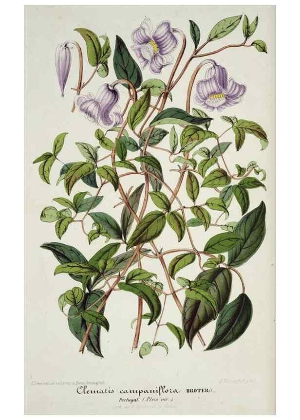Reproducción/Reproduction 49684223711: L'Illustration horticole :. Gand, Belgium :Imprimerie et lithographie de F. et E. Gyselnyck,1854-1896.. 