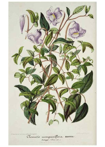 Reproducción/Reproduction 49684223711: L'Illustration horticole :. Gand, Belgium :Imprimerie et lithographie de F. et E. Gyselnyck,1854-1896.. 