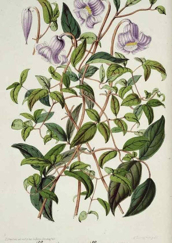 Reproducción/Reproduction 49684223711: L'Illustration horticole :. Gand, Belgium :Imprimerie et lithographie de F. et E. Gyselnyck,1854-1896.. 