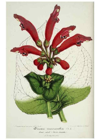 Reproducción/Reproduction 49684508092: L'Illustration horticole :. Gand, Belgium :Imprimerie et lithographie de F. et E. Gyselnyck,1854-1896.. 