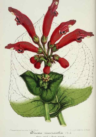 Reproducción/Reproduction 49684508092: L'Illustration horticole :. Gand, Belgium :Imprimerie et lithographie de F. et E. Gyselnyck,1854-1896.. 