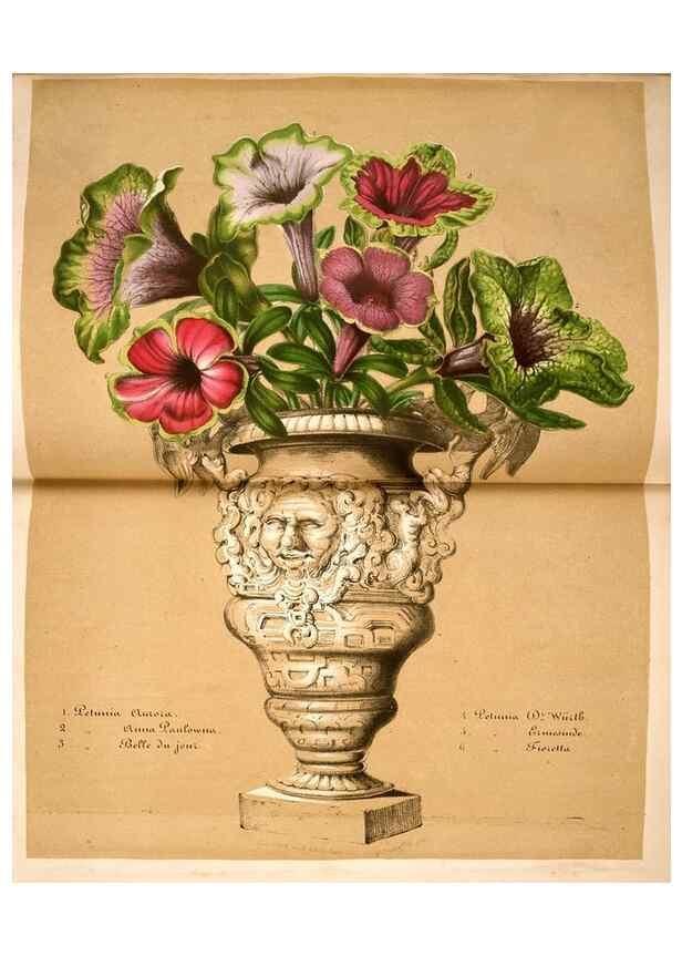 Reproducción/Reproduction 49684508912: L'Illustration horticole :. Gand, Belgium :Imprimerie et lithographie de F. et E. Gyselnyck,1854-1896.. 