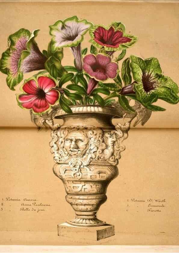 Reproducción/Reproduction 49684508912: L'Illustration horticole :. Gand, Belgium :Imprimerie et lithographie de F. et E. Gyselnyck,1854-1896.. 