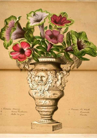 Reproducción/Reproduction 49684508912: L'Illustration horticole :. Gand, Belgium :Imprimerie et lithographie de F. et E. Gyselnyck,1854-1896.. 
