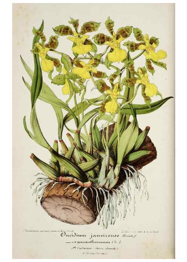 Reproducción/Reproduction 49684509312: L'Illustration horticole :. Gand, Belgium :Imprimerie et lithographie de F. et E. Gyselnyck,1854-1896.. 