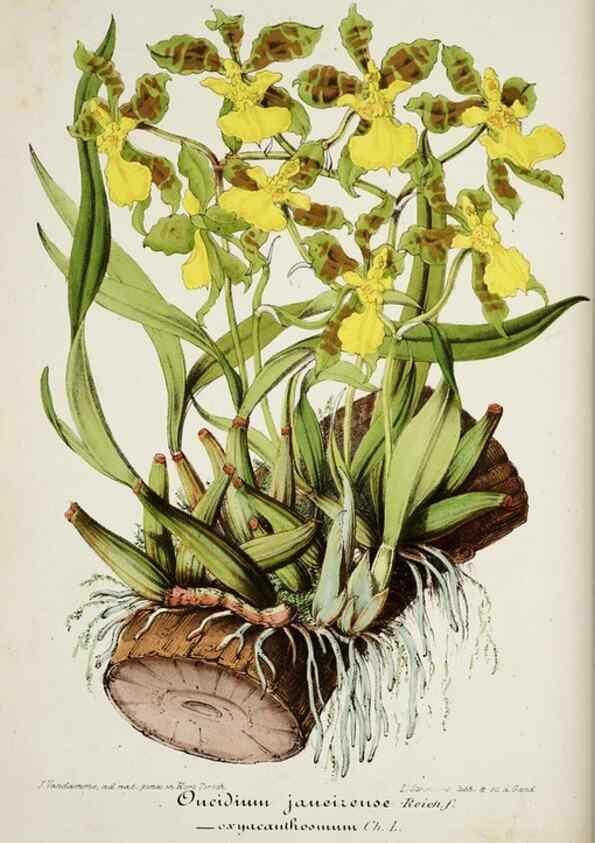 Reproducción/Reproduction 49684509312: L'Illustration horticole :. Gand, Belgium :Imprimerie et lithographie de F. et E. Gyselnyck,1854-1896.. 