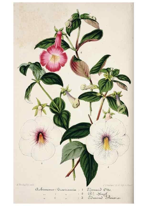 Reproducción/Reproduction 49684509692: L'Illustration horticole :. Gand, Belgium :Imprimerie et lithographie de F. et E. Gyselnyck,1854-1896.. 