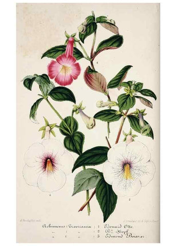 Reproducción/Reproduction 49684509692: L'Illustration horticole :. Gand, Belgium :Imprimerie et lithographie de F. et E. Gyselnyck,1854-1896.. 
