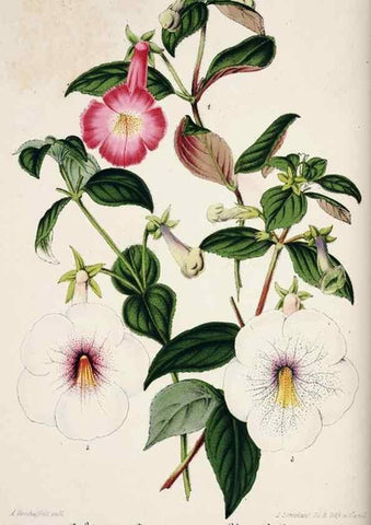Reproducción/Reproduction 49684509692: L'Illustration horticole :. Gand, Belgium :Imprimerie et lithographie de F. et E. Gyselnyck,1854-1896.. 