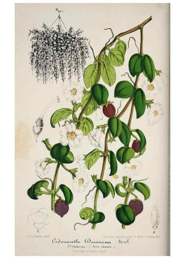 Reproducción/Reproduction 49684216426: L'Illustration horticole :. Gand, Belgium :Imprimerie et lithographie de F. et E. Gyselnyck,1854-1896.. 