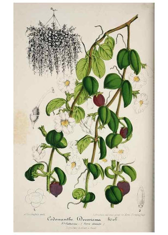 Reproducción/Reproduction 49684216426: L'Illustration horticole :. Gand, Belgium :Imprimerie et lithographie de F. et E. Gyselnyck,1854-1896.. 