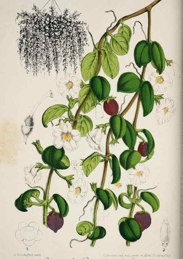 Reproducción/Reproduction 49684216426: L'Illustration horticole :. Gand, Belgium :Imprimerie et lithographie de F. et E. Gyselnyck,1854-1896.. 