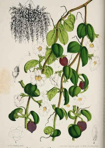 Reproducción/Reproduction 49684216426: L'Illustration horticole :. Gand, Belgium :Imprimerie et lithographie de F. et E. Gyselnyck,1854-1896.. 