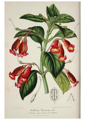 Reproducción/Reproduction 49684510372: L'Illustration horticole :. Gand, Belgium :Imprimerie et lithographie de F. et E. Gyselnyck,1854-1896.. 