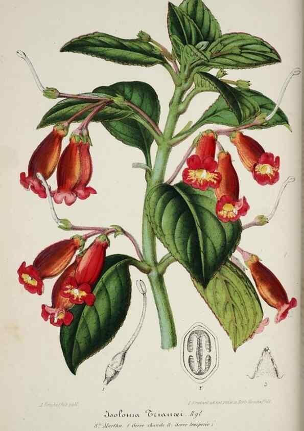 Reproducción/Reproduction 49684510372: L'Illustration horticole :. Gand, Belgium :Imprimerie et lithographie de F. et E. Gyselnyck,1854-1896.. 