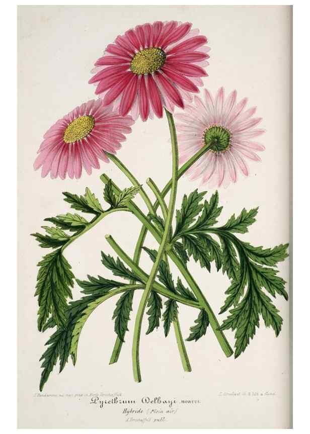 Reproducción/Reproduction 49683678398: L'Illustration horticole :. Gand, Belgium :Imprimerie et lithographie de F. et E. Gyselnyck,1854-1896.. 