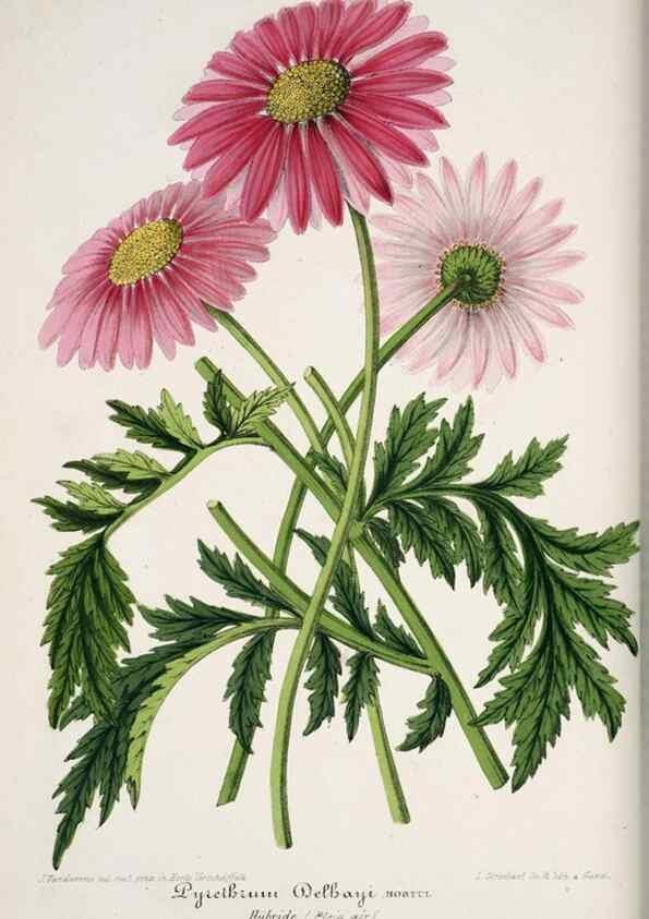 Reproducción/Reproduction 49683678398: L'Illustration horticole :. Gand, Belgium :Imprimerie et lithographie de F. et E. Gyselnyck,1854-1896.. 