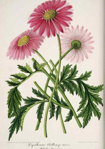 Reproducción/Reproduction 49683678398: L'Illustration horticole :. Gand, Belgium :Imprimerie et lithographie de F. et E. Gyselnyck,1854-1896.. 