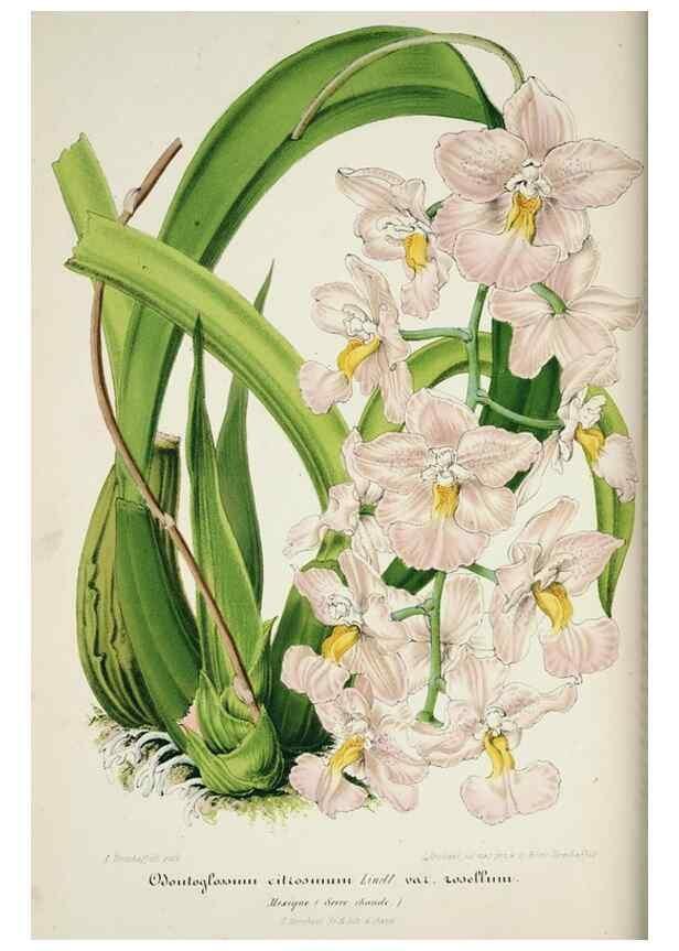 Reproducción/Reproduction 49683678693: L'Illustration horticole :. Gand, Belgium :Imprimerie et lithographie de F. et E. Gyselnyck,1854-1896.. 