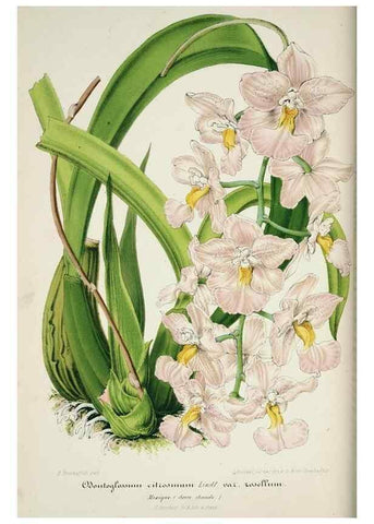 Reproducción/Reproduction 49683678693: L'Illustration horticole :. Gand, Belgium :Imprimerie et lithographie de F. et E. Gyselnyck,1854-1896.. 