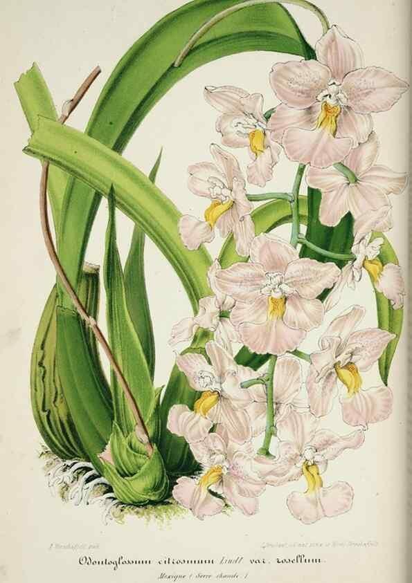 Reproducción/Reproduction 49683678693: L'Illustration horticole :. Gand, Belgium :Imprimerie et lithographie de F. et E. Gyselnyck,1854-1896.. 
