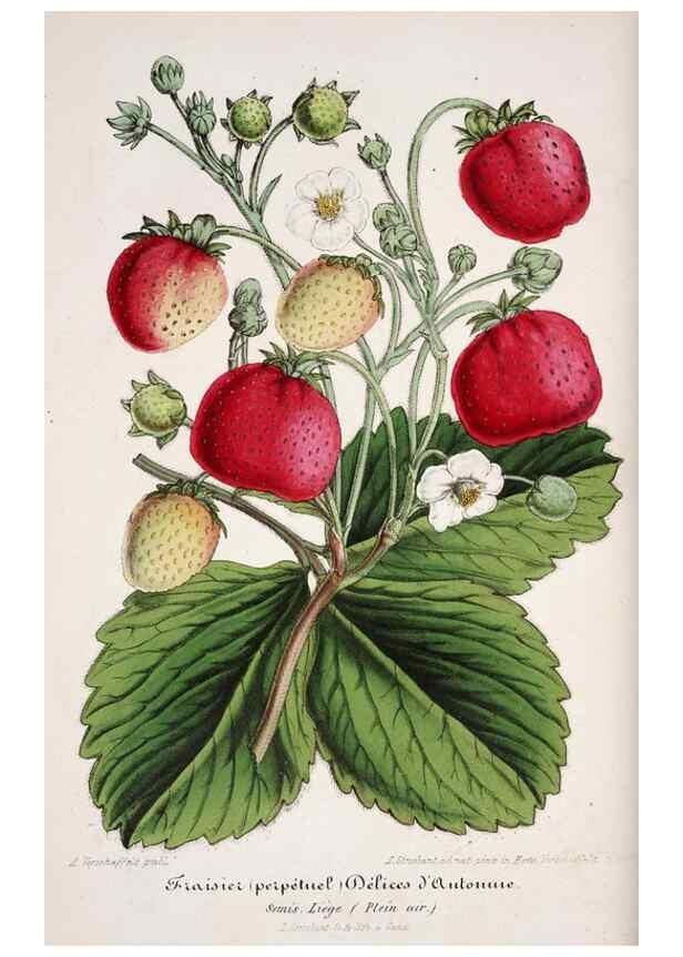 Reproducción/Reproduction 49684508597: L'Illustration horticole :. Gand, Belgium :Imprimerie et lithographie de F. et E. Gyselnyck,1854-1896.. 