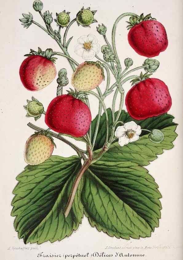 Reproducción/Reproduction 49684508597: L'Illustration horticole :. Gand, Belgium :Imprimerie et lithographie de F. et E. Gyselnyck,1854-1896.. 