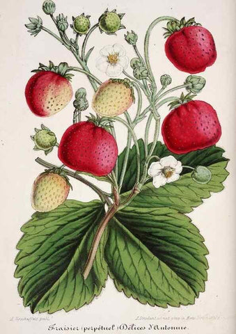 Reproducción/Reproduction 49684508597: L'Illustration horticole :. Gand, Belgium :Imprimerie et lithographie de F. et E. Gyselnyck,1854-1896.. 