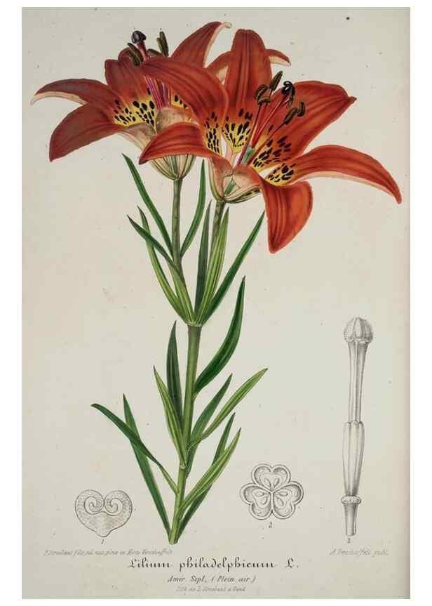Reproducción/Reproduction 49684630802: L'Illustration horticole :. Gand, Belgium :Imprimerie et lithographie de F. et E. Gyselnyck,1854-1896.. 