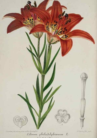 Reproducción/Reproduction 49684630802: L'Illustration horticole :. Gand, Belgium :Imprimerie et lithographie de F. et E. Gyselnyck,1854-1896.. 